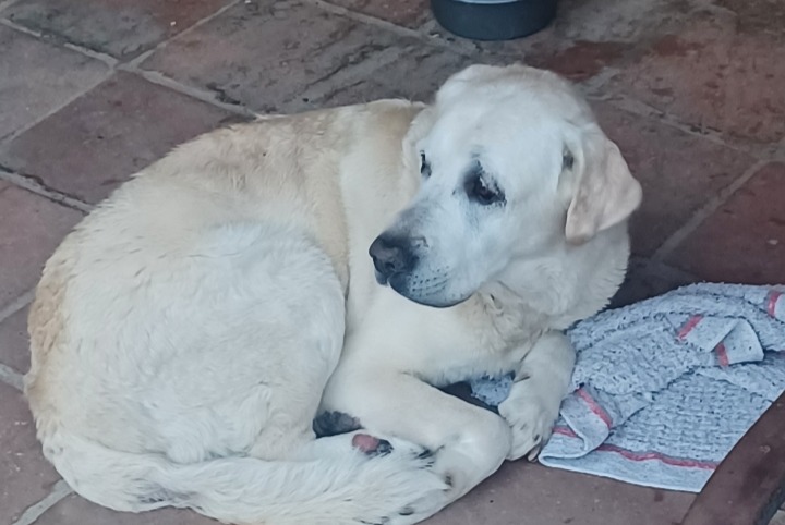 Fundmeldung Hund  Männliche Fontenilles Frankreich