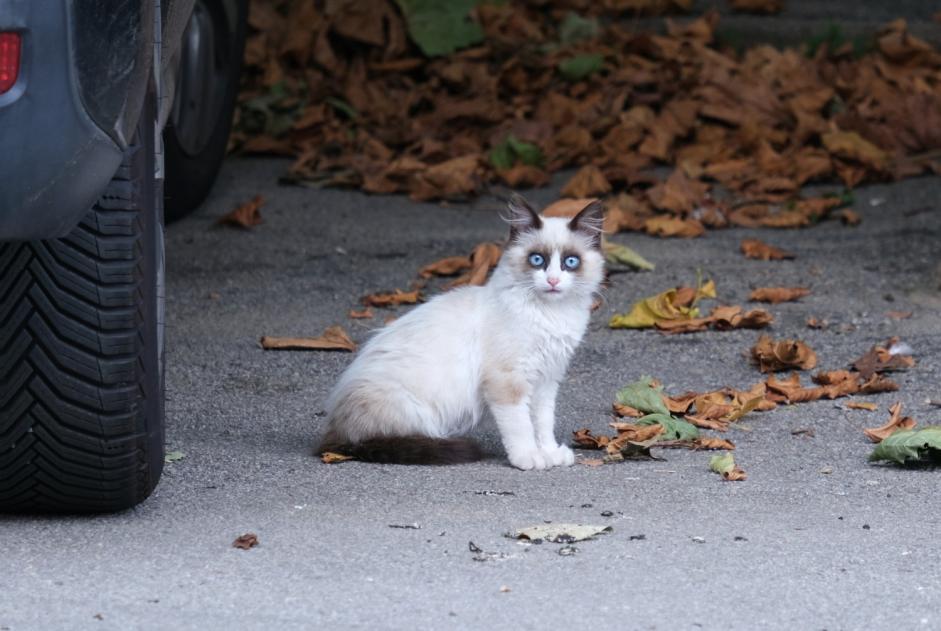 Fundmeldung Katze rassenmischung Unbekannt La Gacilly Frankreich