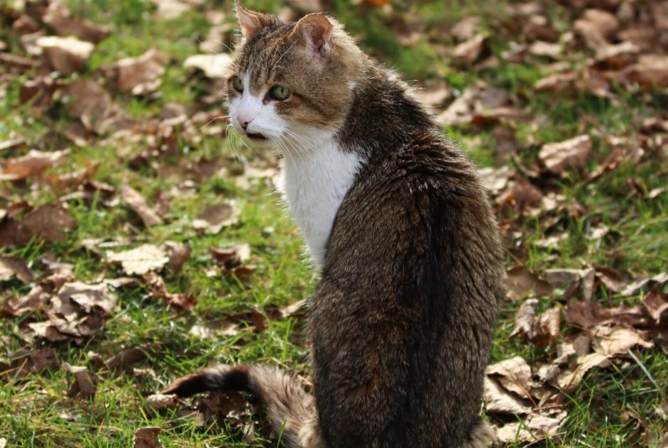 Vermisstmeldung Katze  Männliche , 18 jahre Dolus-d'Oléron Frankreich