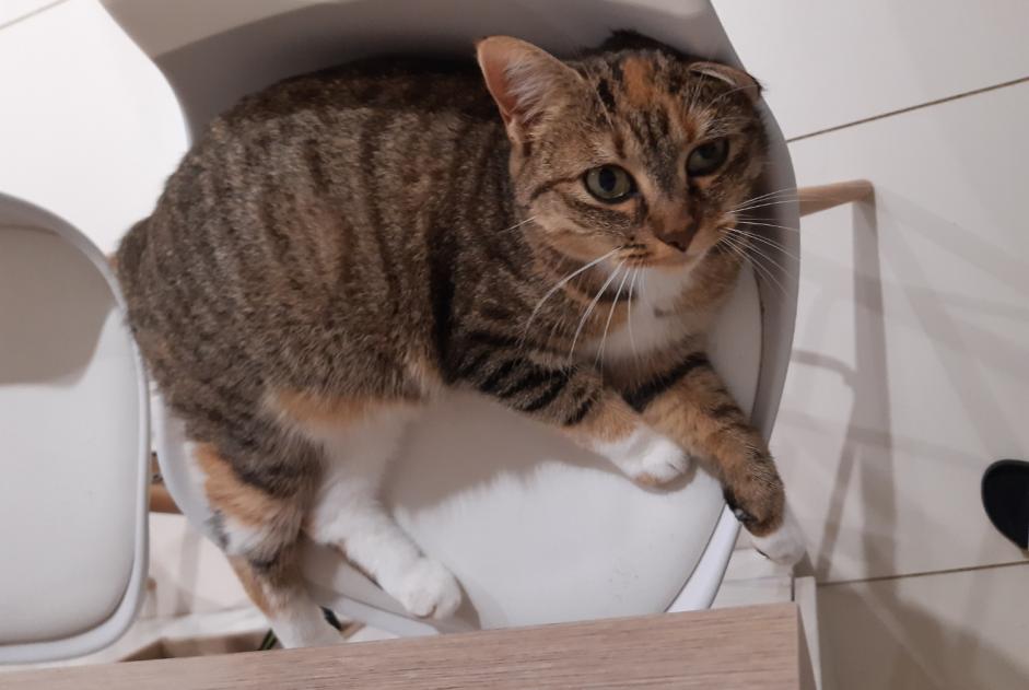 Vermisstmeldung Katze  Weiblich , 2 jahre Saint-Georges-des-Coteaux Frankreich