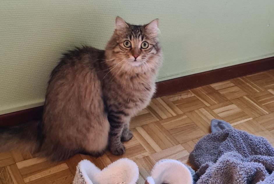 Vermisstmeldung Katze Männliche , 3 jahre Colomiers Frankreich