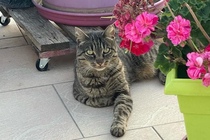 Vermisstmeldung Katze Weiblich , 7 jahre Huisseau-sur-Cosson Frankreich