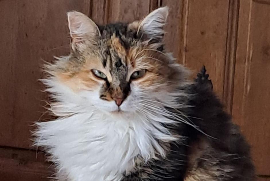 Disappearance alert Cat Female , 4 years Lacassagne France