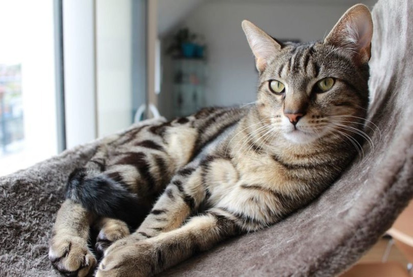 Disappearance alert Cat Male , 3 years Avoine France