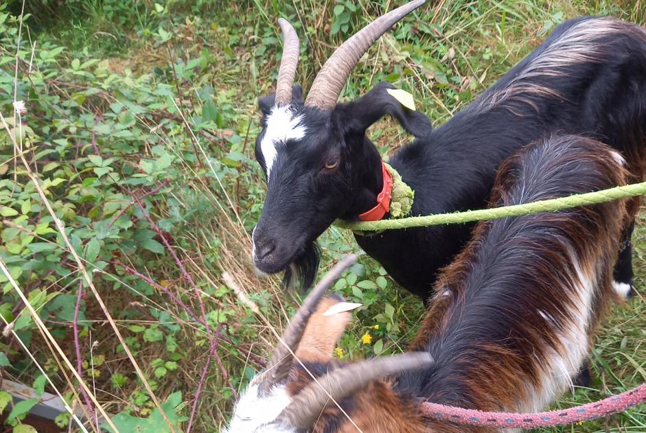 Disappearance alert Goat Female , 2024 years Souyeaux France