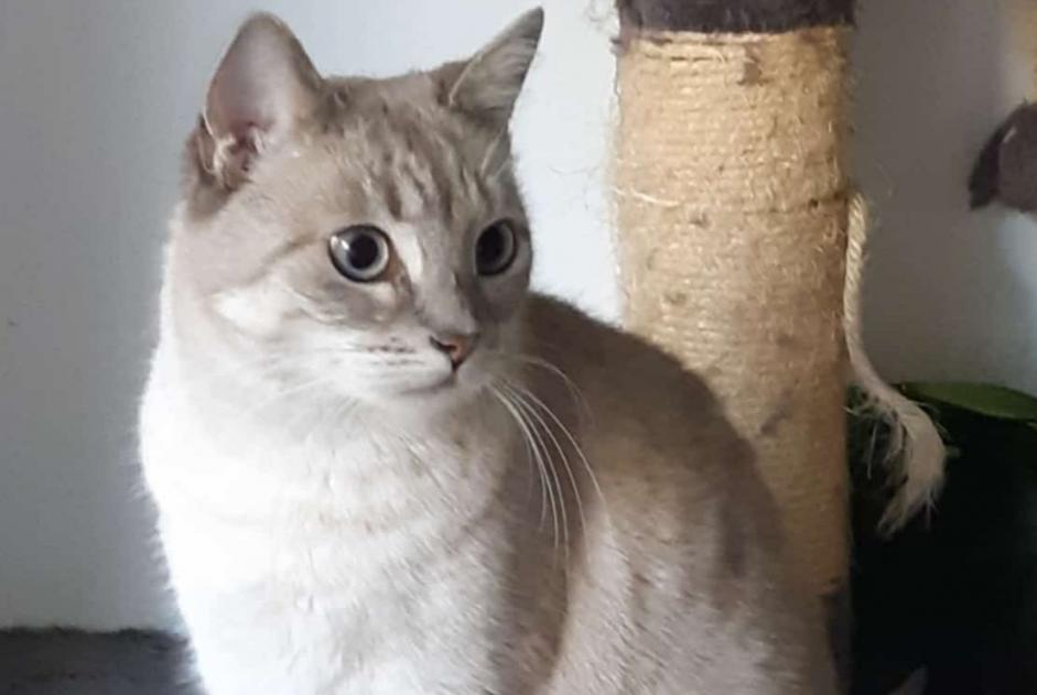 Alerta de Desaparición Gato cruce Hembra , 8 años Boutigny-sur-Essonne Francia