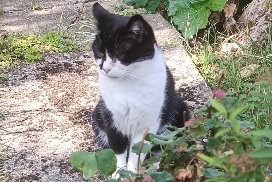 Alerte Disparition Chat Femelle , 9 ans Vigneux-sur-Seine France