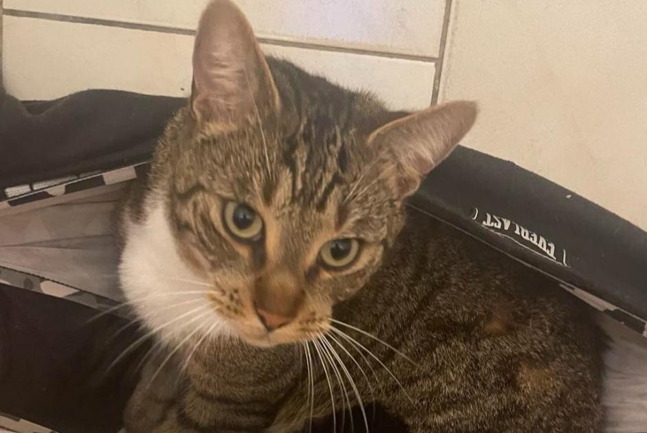 Alerte Disparition Chat croisement Mâle , 4 ans Denain France