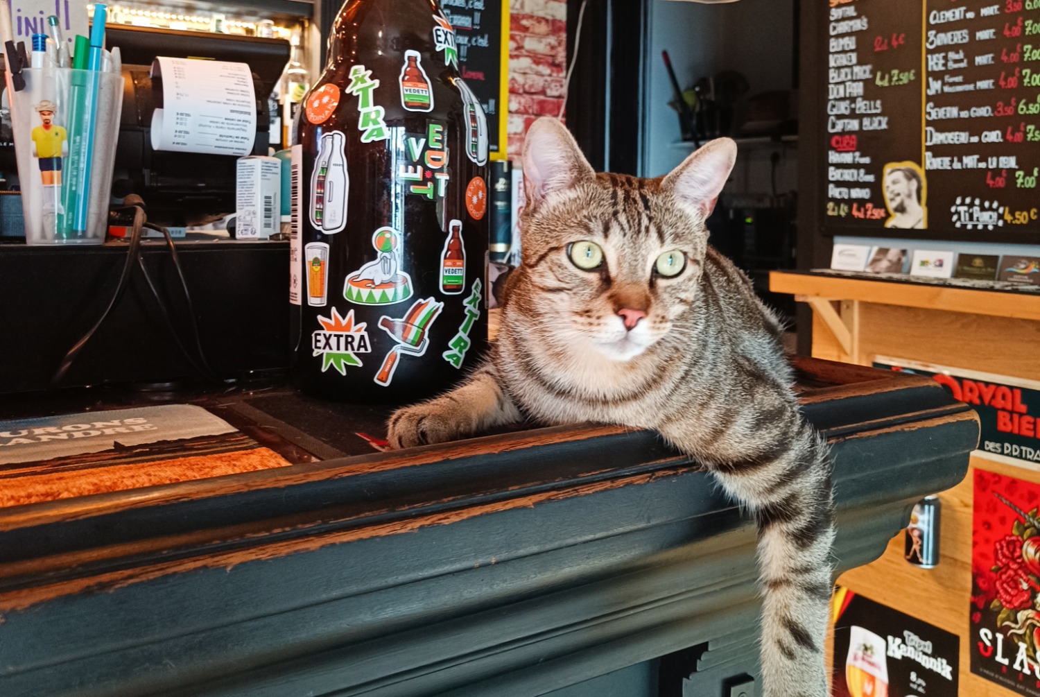 Alerte Disparition Chat Mâle , 2 ans Albertville France