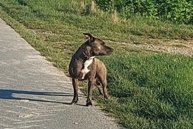 Alerte Découverte Chien  Inconnu Houdilcourt France