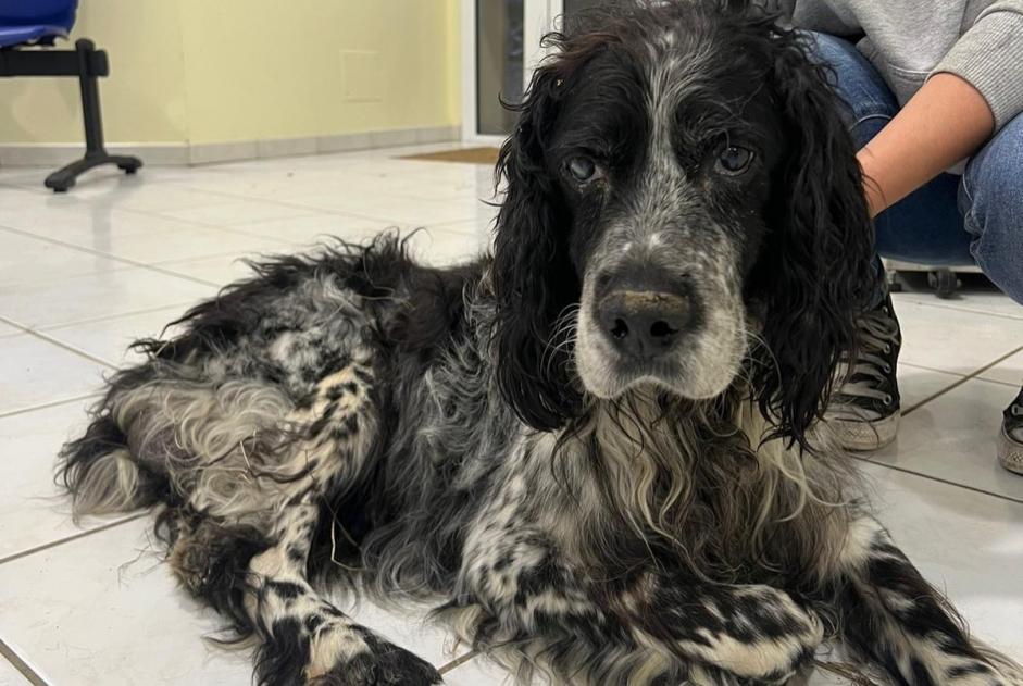 Avviso Ritrovamento Cane Maschio Laffite-Toupière Francia