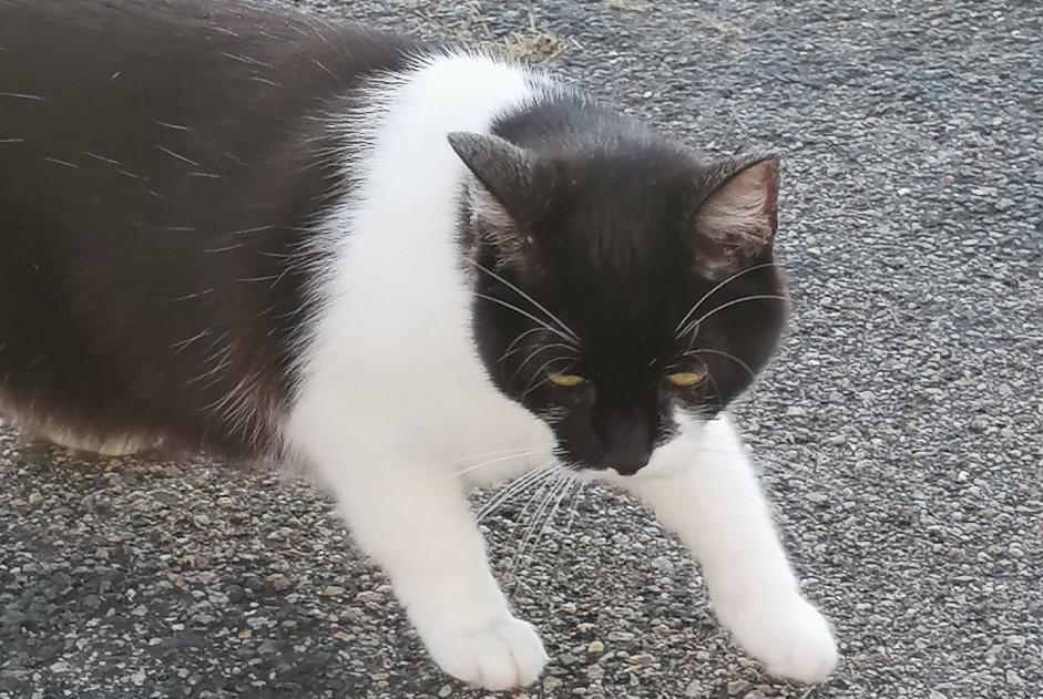 Avviso Ritrovamento Gatto Femmina , 1 anno La Chapelle-Saint-Mesmin Francia