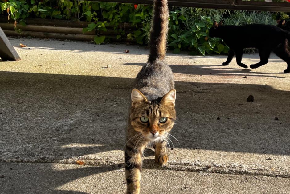 Ontdekkingsalarm Kat Vrouwtje Saint-Loup-des-Chaumes Frankrijk