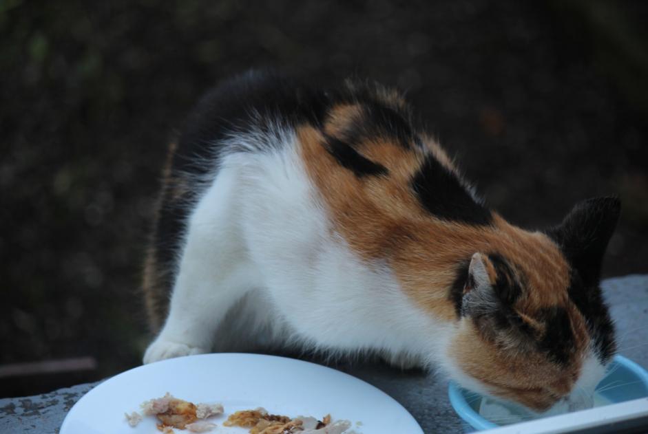 Ontdekkingsalarm Kat Onbekend , 3 jaar Creutzwald Frankrijk