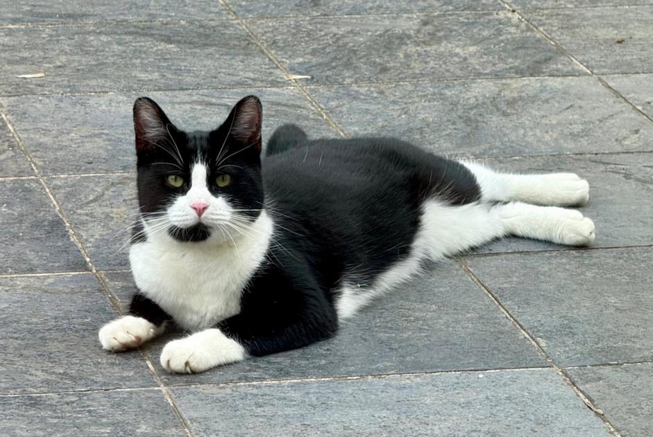 Alerta desaparecimento Gato Macho , 2024 anos Palaiseau France